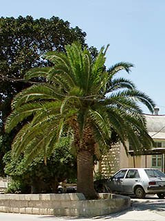RNS Tal-Handaq - Palm Tree