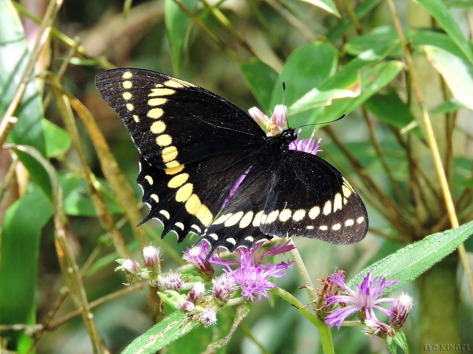 BUTZKE AGRÍCOLA E FLORESTAL TAIÓ/SC Pterourus scamander scamander