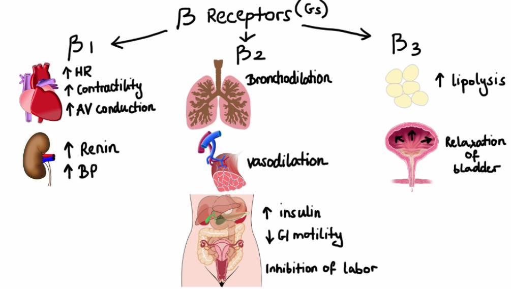 【Pharmacology】Adrenergic drug (adrenergic agonists)