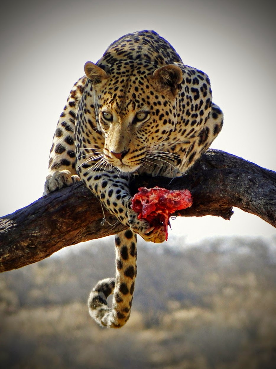 50 Powerful Photos Capture Extraordinary Moments In The Wild - A leopard retreats to the trees for a well-earned meal