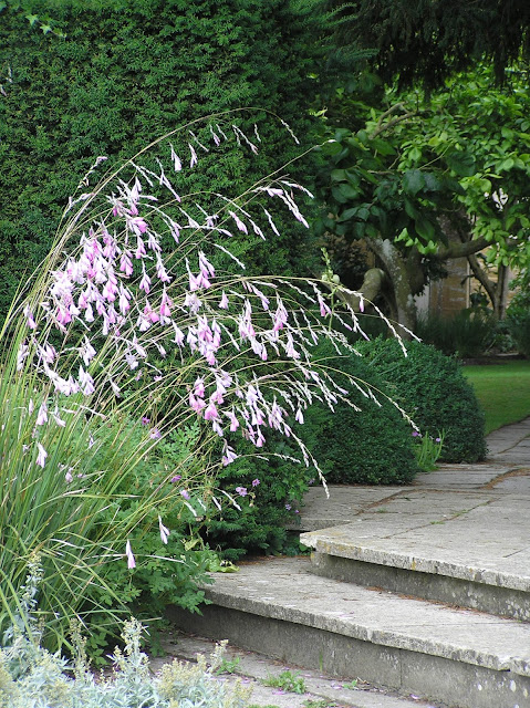 dierama