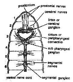 Nervous System of Earthworm | Zoology : Biology