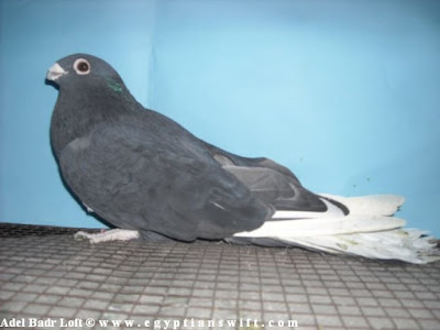 egyptian pigeons - swift pigeons