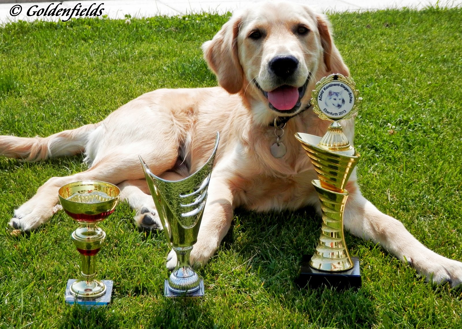 Fussball Soccer Calcio Co Wiener Neustadt Rapid 1 5 1 1