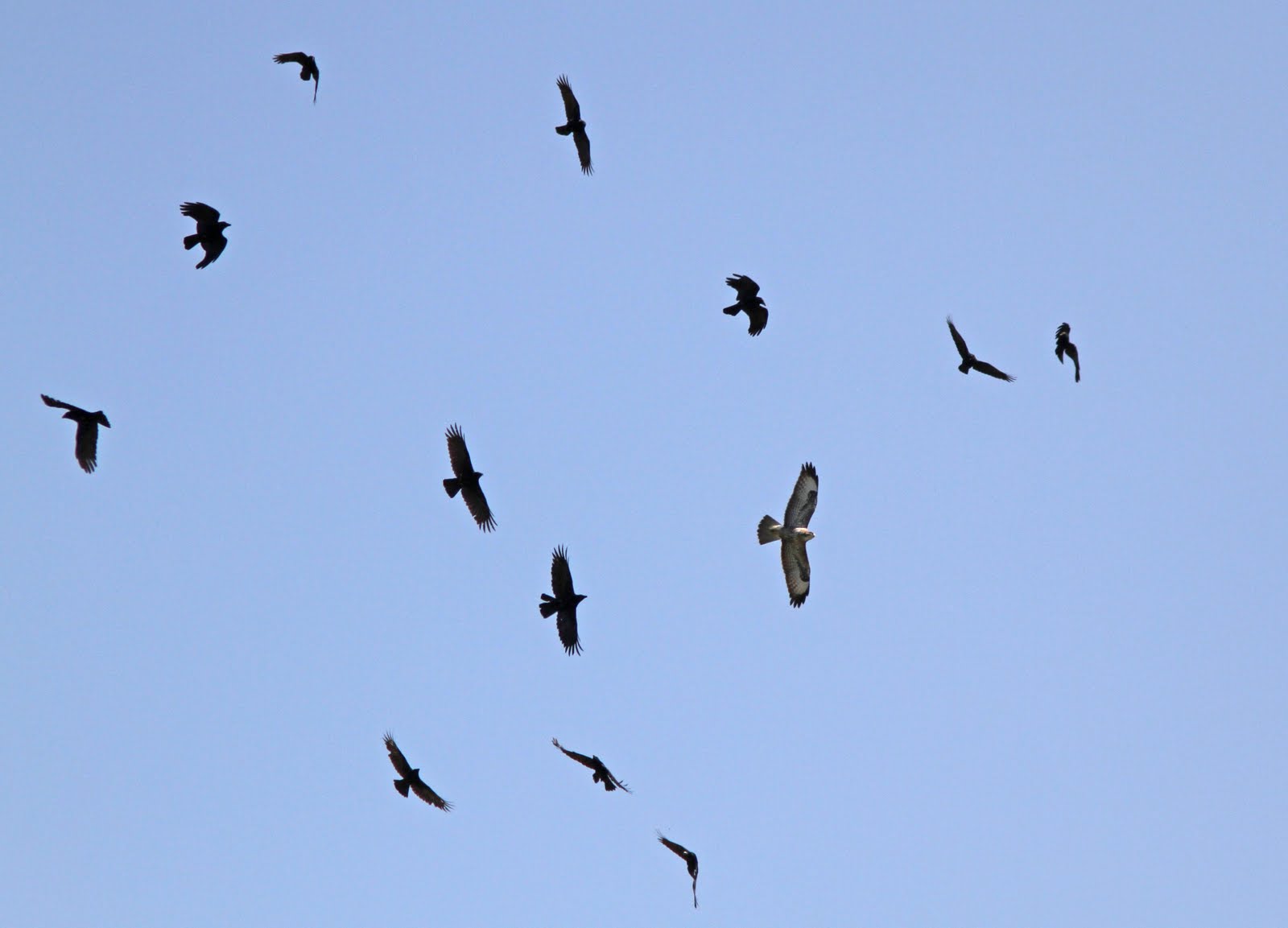 NonStop Birding More Buzzards