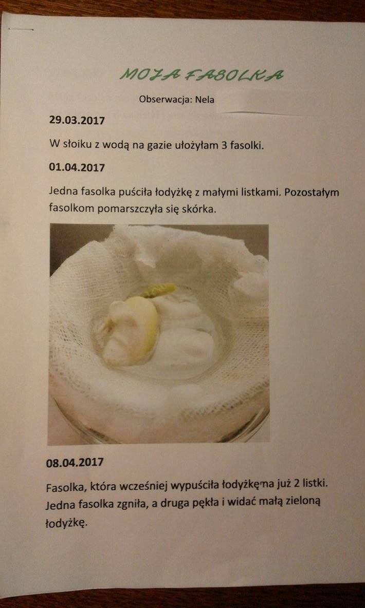 Wnioski I Spostrzeżenia Z Hodowli Fasoli OK-klasa: HODOWLA FASOLI