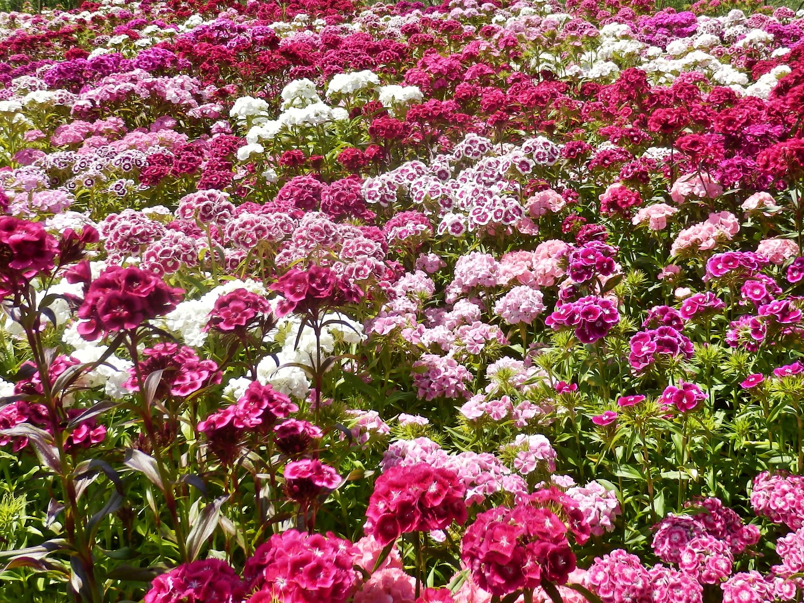 Mike's Cornwall 15 Photos of Flowers in Cornwall, England