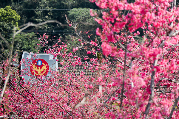 台中后里|2019后里泰安櫻花季2/16-3/3|全台最美泰安派出所|免費賞櫻熱門景點 台中后里|2019后里泰安櫻花季2/16-3/3|全台最美泰安派出所|免費賞櫻熱門景點