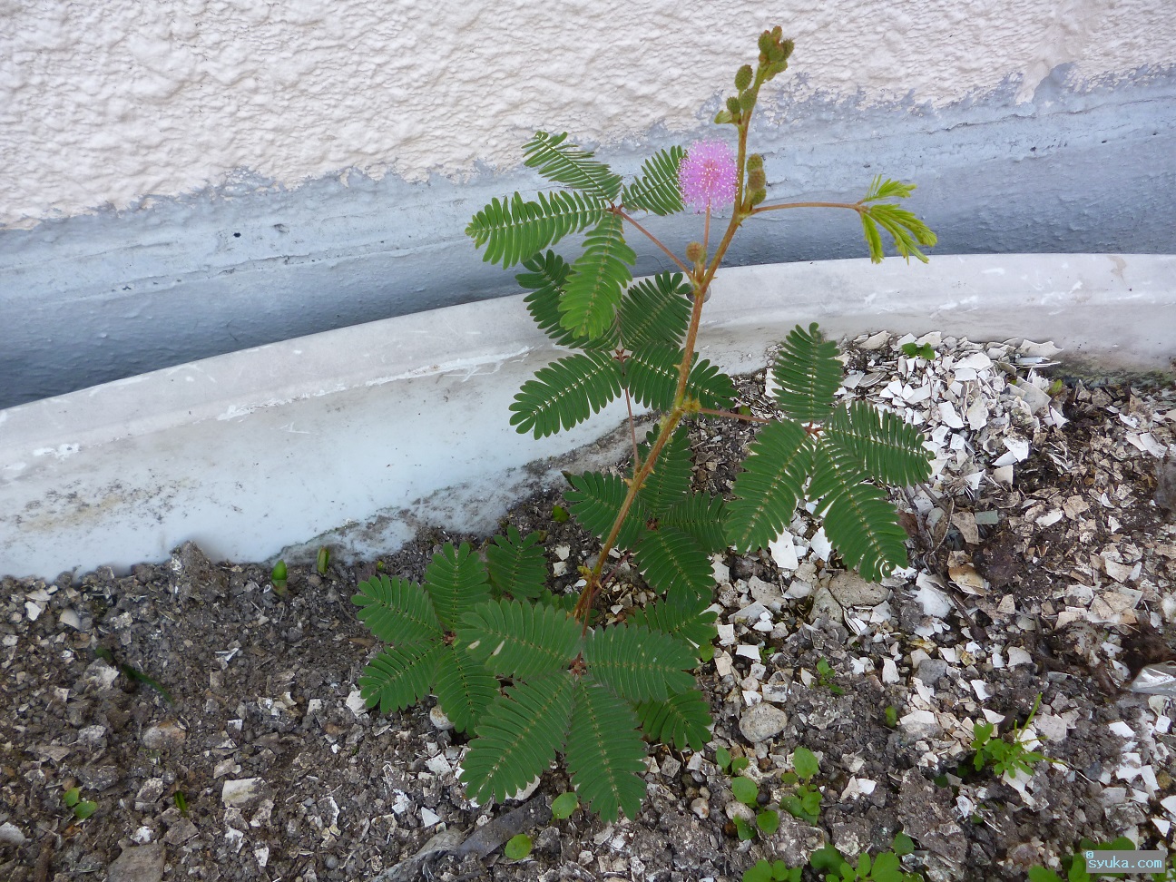 お辞儀草 オジギソウ 食べない方がいいでしょう 植物プチ写真図鑑2 食べられるの 食べられないの