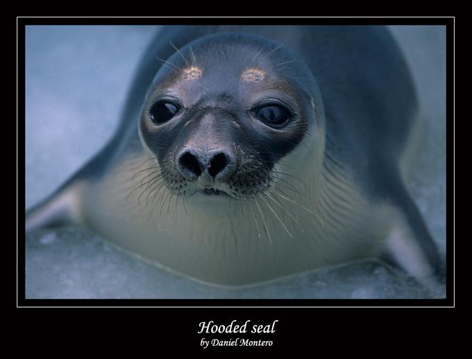 тюлень транскрипция. морской котик по англ. Seal как переводится на русский. Hooded seal. Seal как переводится на русский.