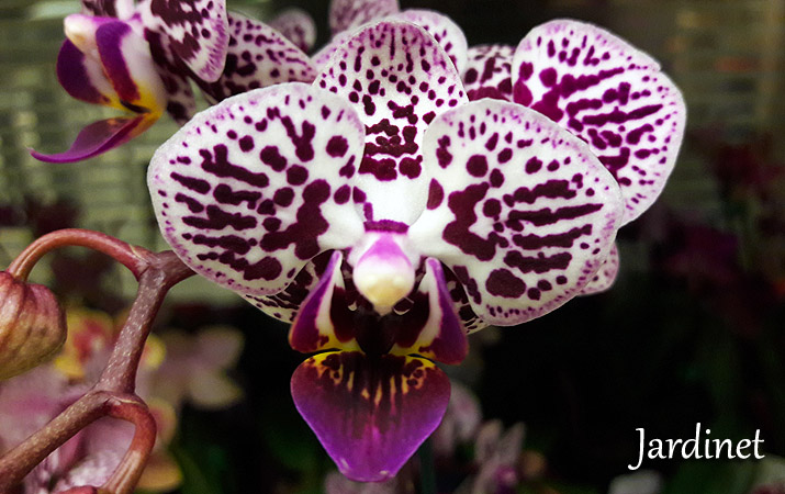 Dicas de cultivo das mini orquídeas phalaenopsis - Jardinet
