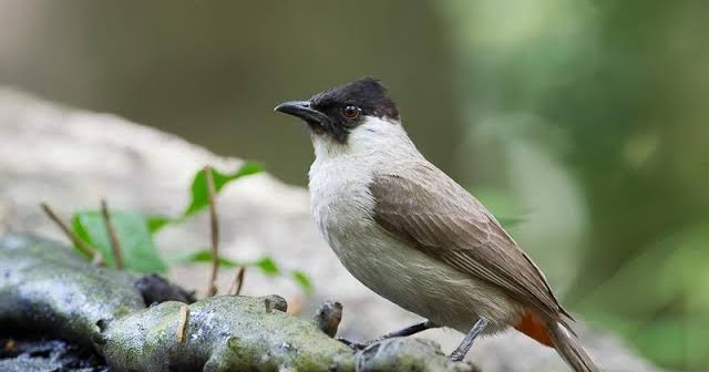 Keistimewaan Kutilang Jika Dipelihara Sejak Anakan Pamankicau
