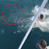Jovens são criticados após pularem em cima de tubarão gigante
