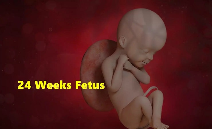 24 week pregnancy in Hindi