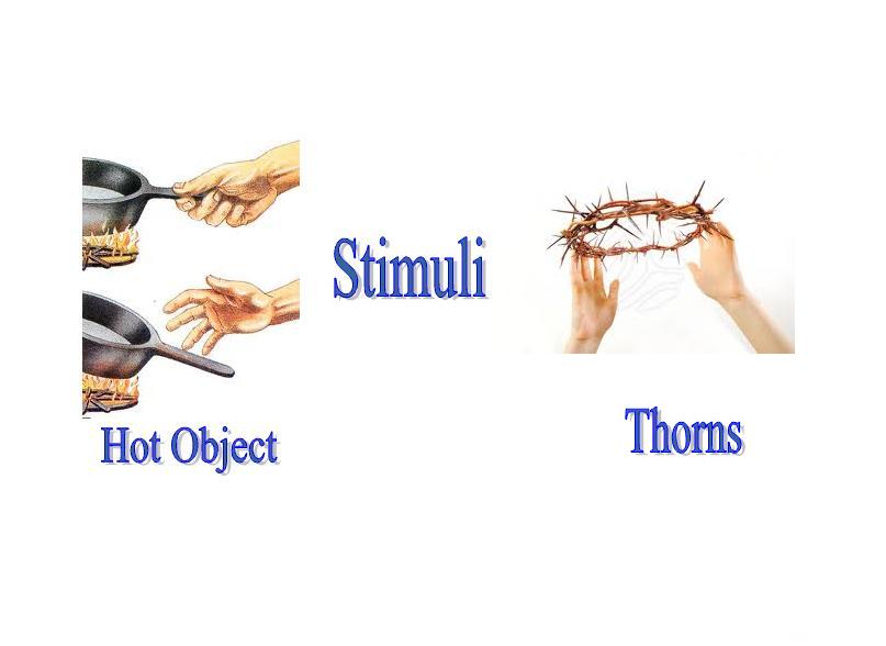 All about living things life processes of humans response to stimuli