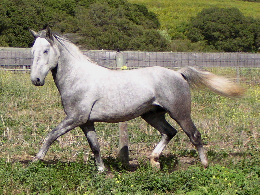 160 лошадей. Лошади липицианской породы. Липицианская порода лошадей. Пегий Орловский рысак. Липпицианская лошадь.