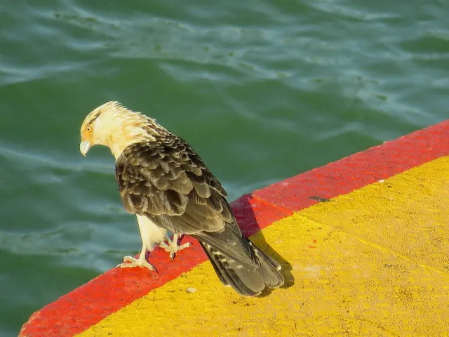 Panama City Layover: yellow-headed caracara at the Miraflores Locks of the Panama Canal