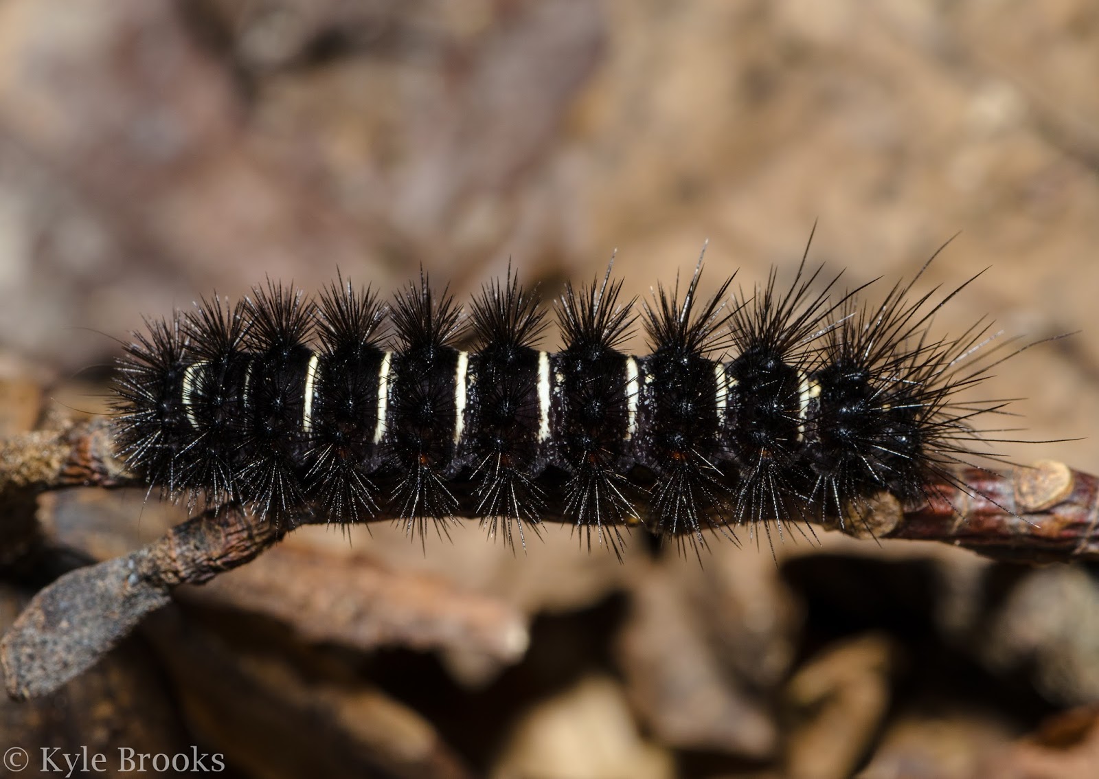 Agreeable Tiger Moth caterpillar (Spilosoma congrua) Ohio Agreeable Tiger Moth caterpillar (Spilosoma congrua) Ohio