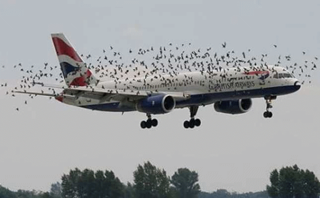 airplane+in+birds.gif