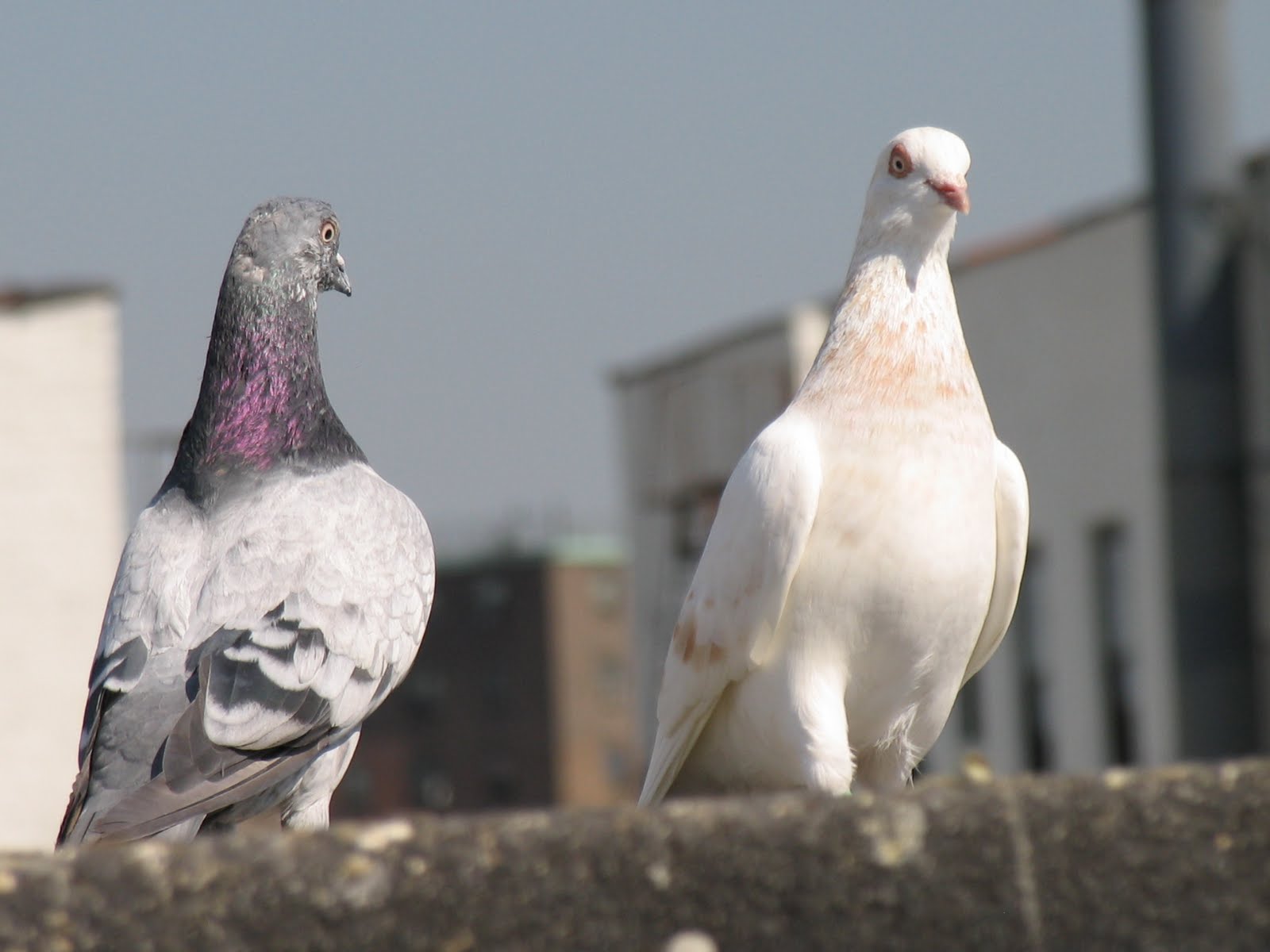 Pigeon Pest Control FOR BEGINNERS: Rarest Pigeon Species