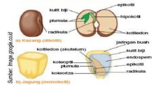 Gambar Embrio Tumbuhan - https://www.google.com/search?q=pertumbuhan+primer Gambar Embrio Tumbuhan - https://www.google.com/search?q=pertumbuhan+primer