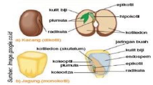 Gambar Embrio Tumbuhan - https://www.google.com/search?q=pertumbuhan+primer