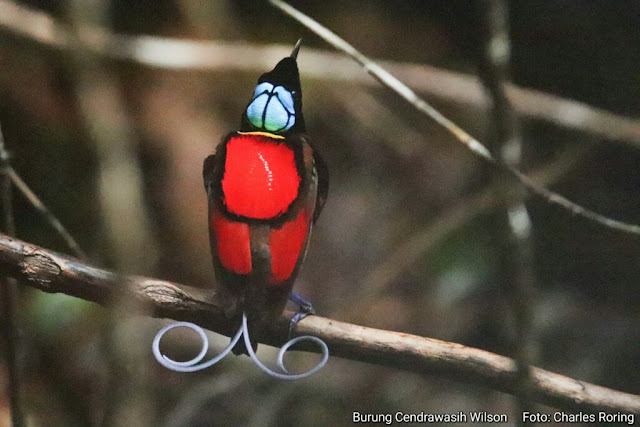 Wisata nonton burung di Raja Ampat Burung Cendrawasih Wilson (Cicinnurus respublica)