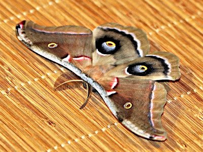 Polyphemus moth (public domain photo)