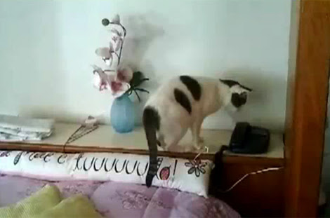 Video : とても便利なネコ型留守番電話 ! !