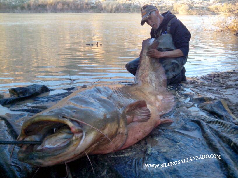 CATFISH FISHING GUIDE IN THE RIVER EBRO, CATFISHING AND CARPFISHING