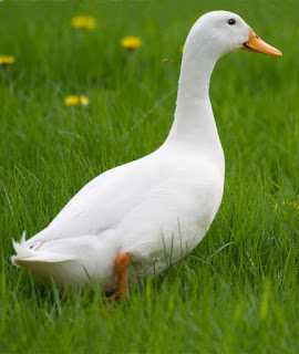 the-white-duck-laurie-with