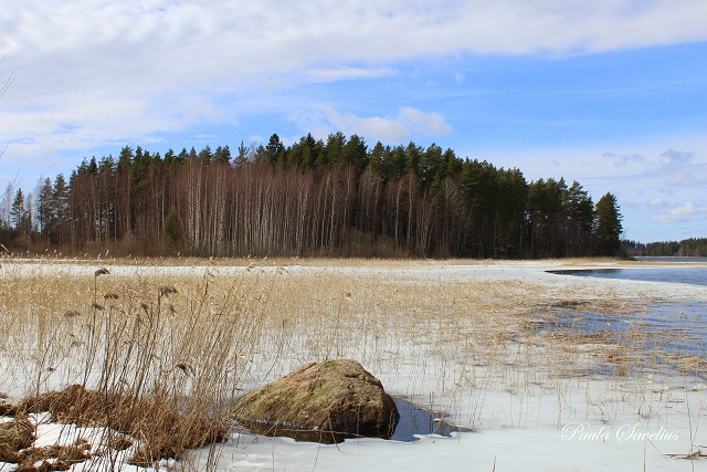 Iitin Kalmusaari