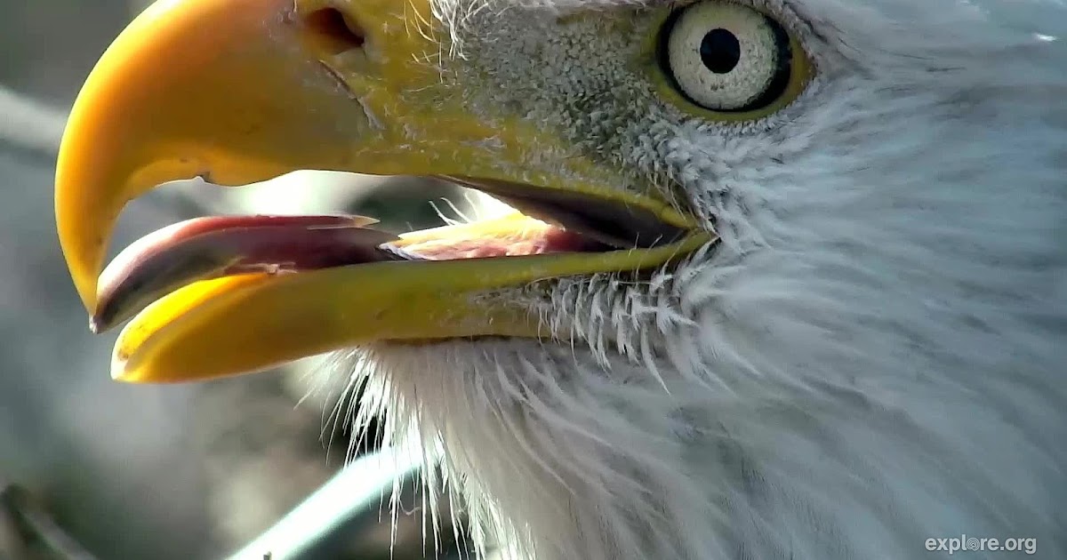 Raptor Resource Project Blog Bald eagle tongues and beaks!