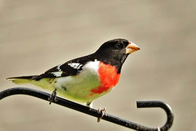 Photo of Rose-breasted Grosbeak on pole