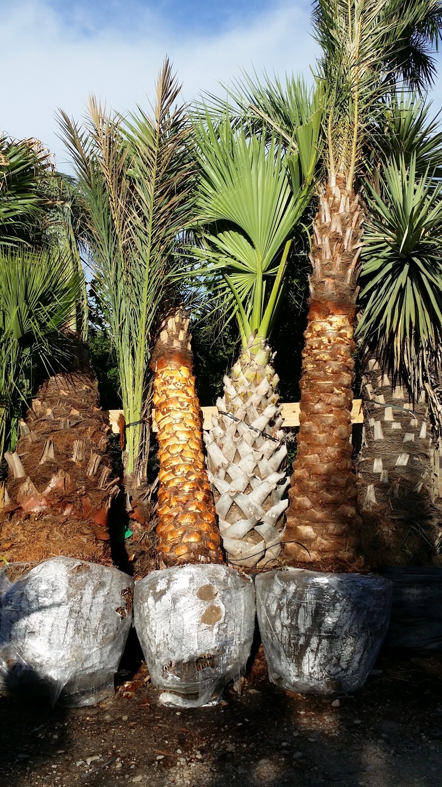 Cold Hardy Palm Trees in Houston Medjool Date Palms Houston TX