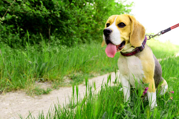beagle beagle