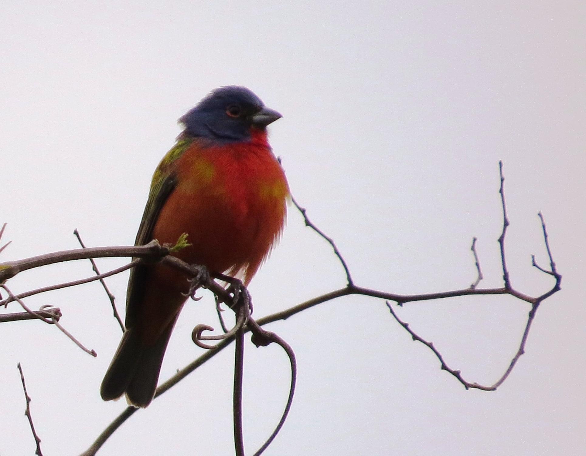 Galla Creek Ephemeris Painted Bunting