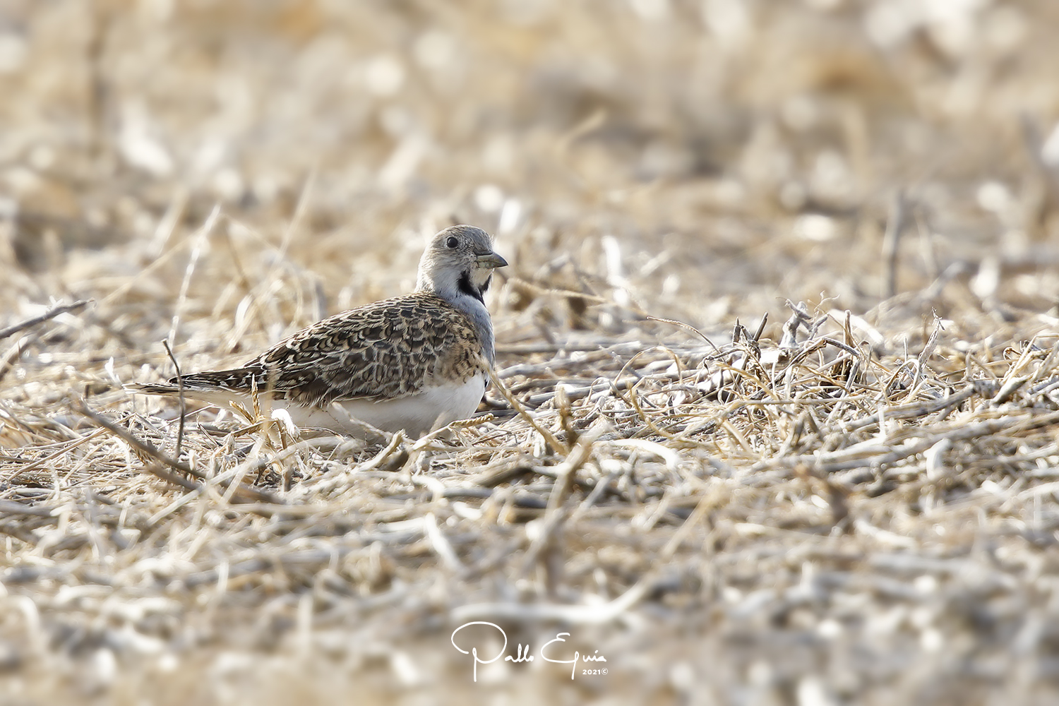 mis fotos de aves Thinocorus rumicivorus Agachona Chica Least Seedsnipe