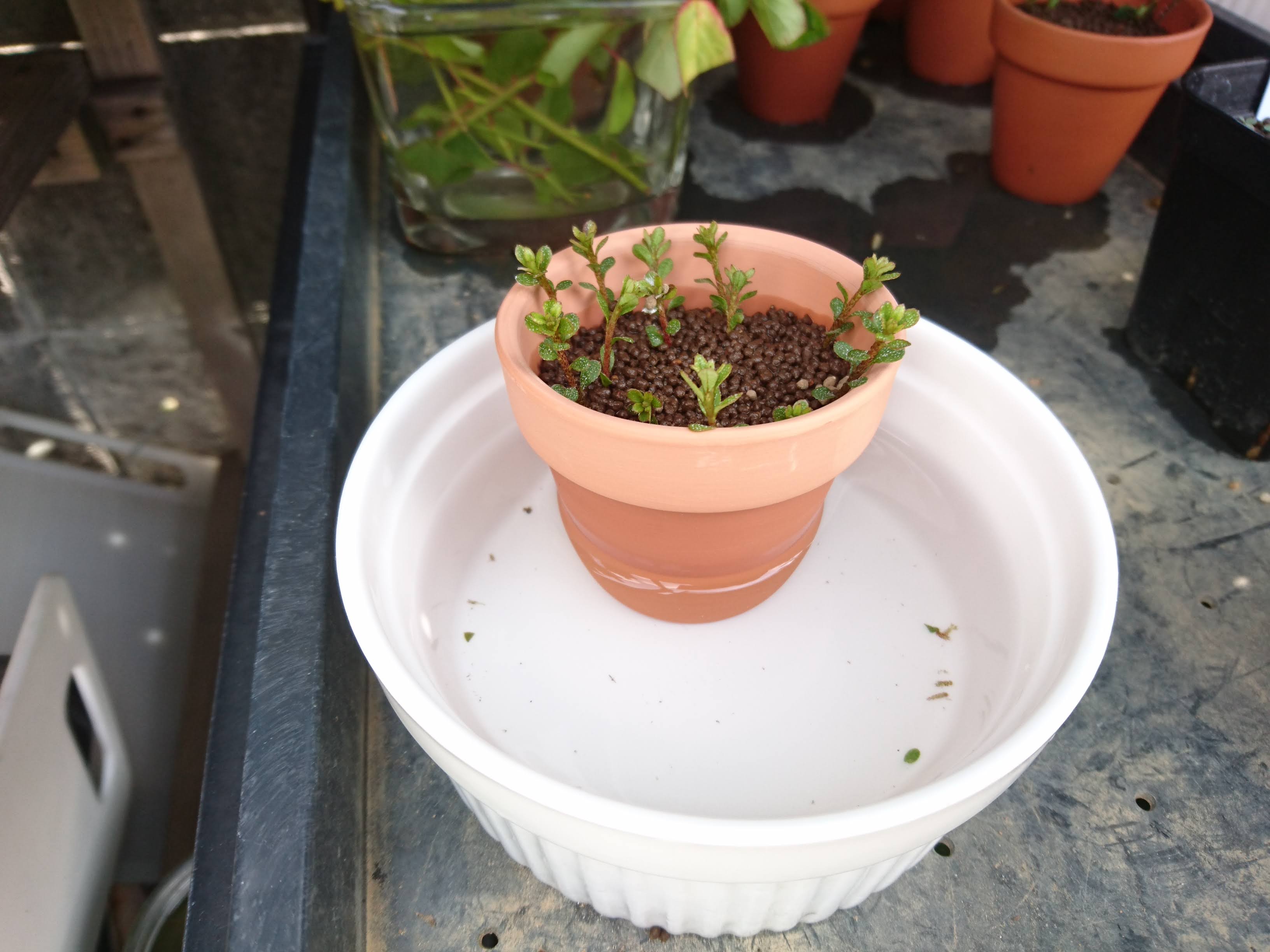 ガーデン雑貨》アンティークテラコッタ鉢 しょっぱく H32×2個セット 