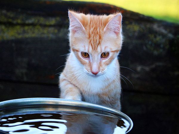 2 Alasan Kenapa Kucing Takut Air Cinta Sains
