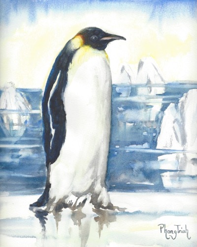The more I learnt about the birds the more I love them.  They show me the amazement and secret of nature That once they disappear their secret (our knowledge) will be lost forever. They are wonderful treasure.  By chance, I tumble on the subject of painting birds.  Through painting I learnt to connect with them.  The emperor penguin (Aptenodytes forsteri) is the tallest and heaviest of all living penguin species and is endemic to Antarctica.  The ice sheet becomes smaller and so is his kingdom. His ability to adapt to cold is remarkable.  The emperor penguin breeds in the coldest environment of any bird species; air temperatures may reach -40 °C (-40 °F), and wind speeds may reach 144 km/h (89 mph). Water temperature is a frigid -1.8 °C (28.8 °F), which is much lower than the emperor penguin's average body temperature of 39 °C (102 °F). Emperor penguin adapts comfortably to pressure and low oxygen pressure of up to 40 times that of the surface, which in most other terrestrial organisms would cause barotraumas. The bones of the penguin are solid rather than air-filled, which eliminates the risk of mechanical barotraumas. Emperor penguin is really famous.  It appeared in movies, Life in the Freezer, Planet Earth, Frozen Planet,. Happy Feet, Surf's Up and More than 30 countries have depicted the bird on their stamps.  Bringing attention to the fact that these birds are under threats from global warming and depletion of food sources by overfishing.