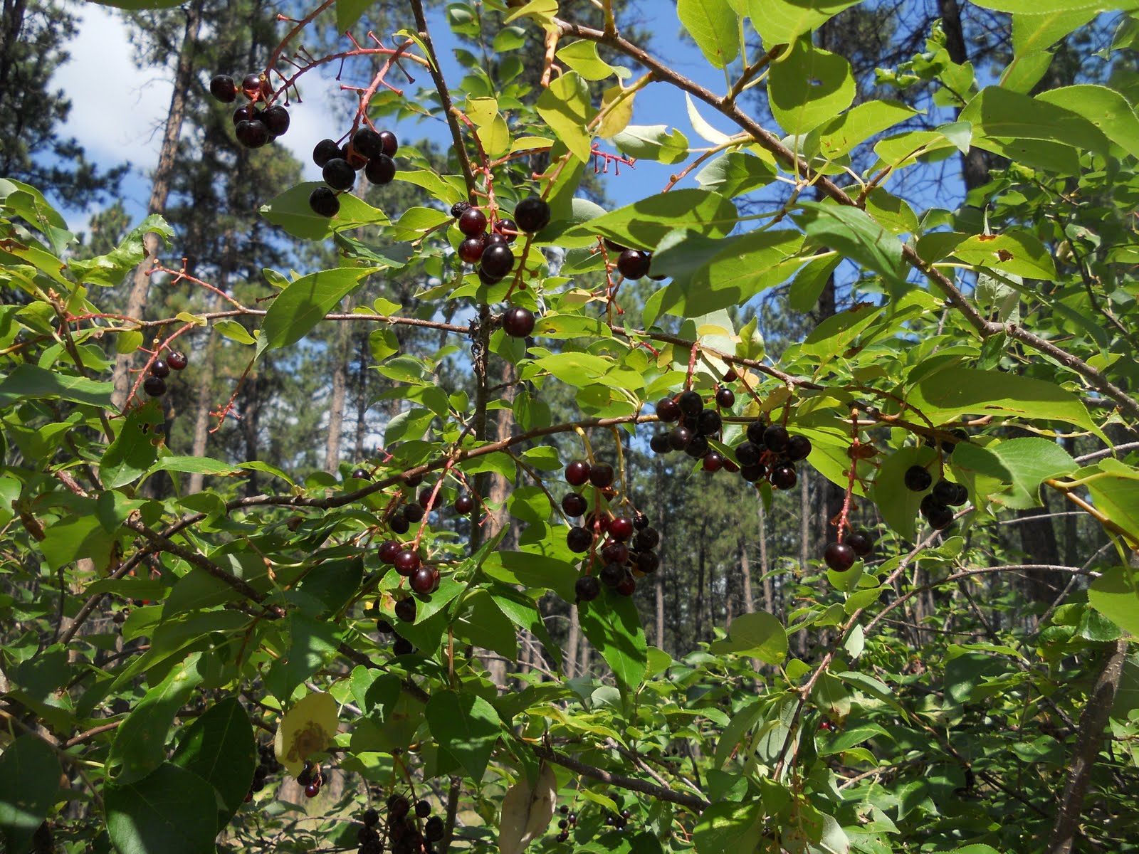 Spice of Life Living the German Russian Culture South Dakota