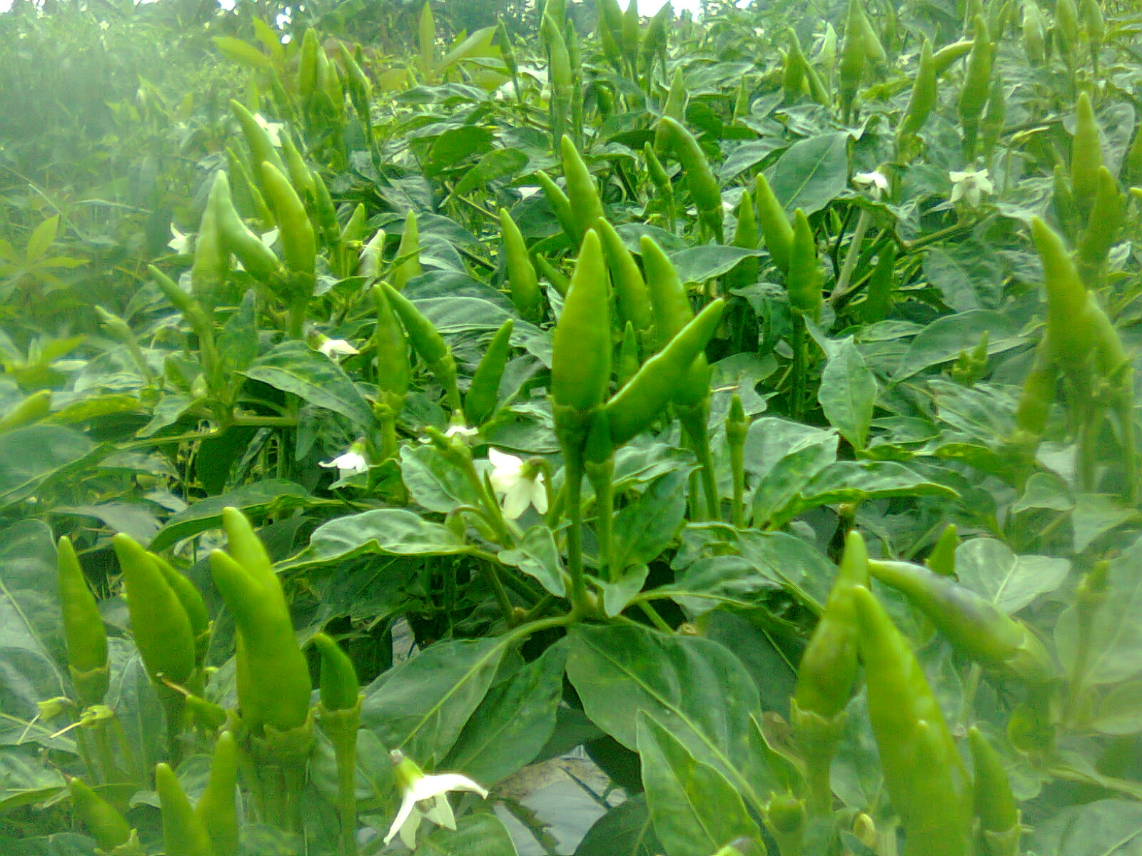 5 Cara Agar Pohon Tanaman Cepat Berbuah Lebat Guru Ilmuan