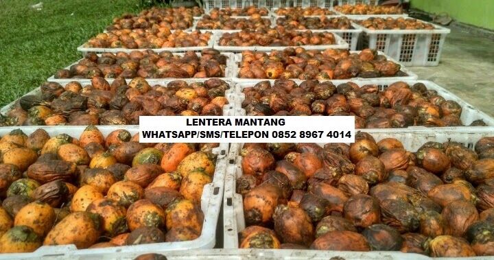 0852 8967 4014 (FAHMI) JUAL BIBIT PINANG UNGGUL, JUAL 0852 8967 4014 (FAHMI) JUAL BIBIT PINANG UNGGUL, JUAL