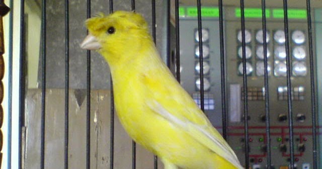 Tips Memilih Burung Kenari yang Bagus untuk Kontes / Lomba