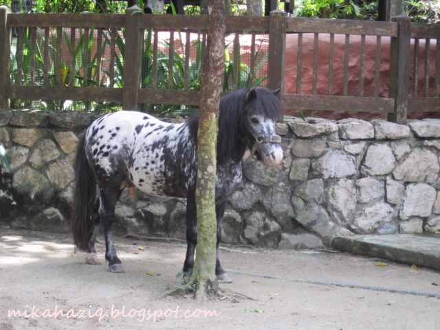 mikahaziq: Kuala Lumpur Zoo - Animal Feeding for Kids and Toddlers