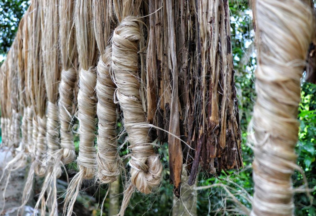 Jute The golden fibre How it is cultivated [Images] Textile Apex