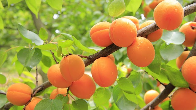 Apricot: Nutrition and Health Benefits    
