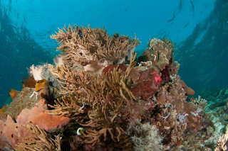 Tempat wsiata di alor yang harus anda kunjungi