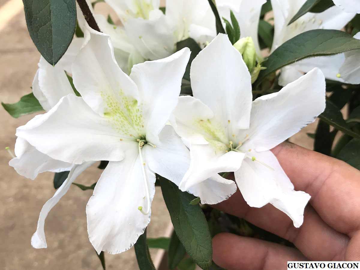 Viveiro Ciprest - Plantas Nativas e Exóticas: Azaleia Branca ( Rhododendron  simsii )